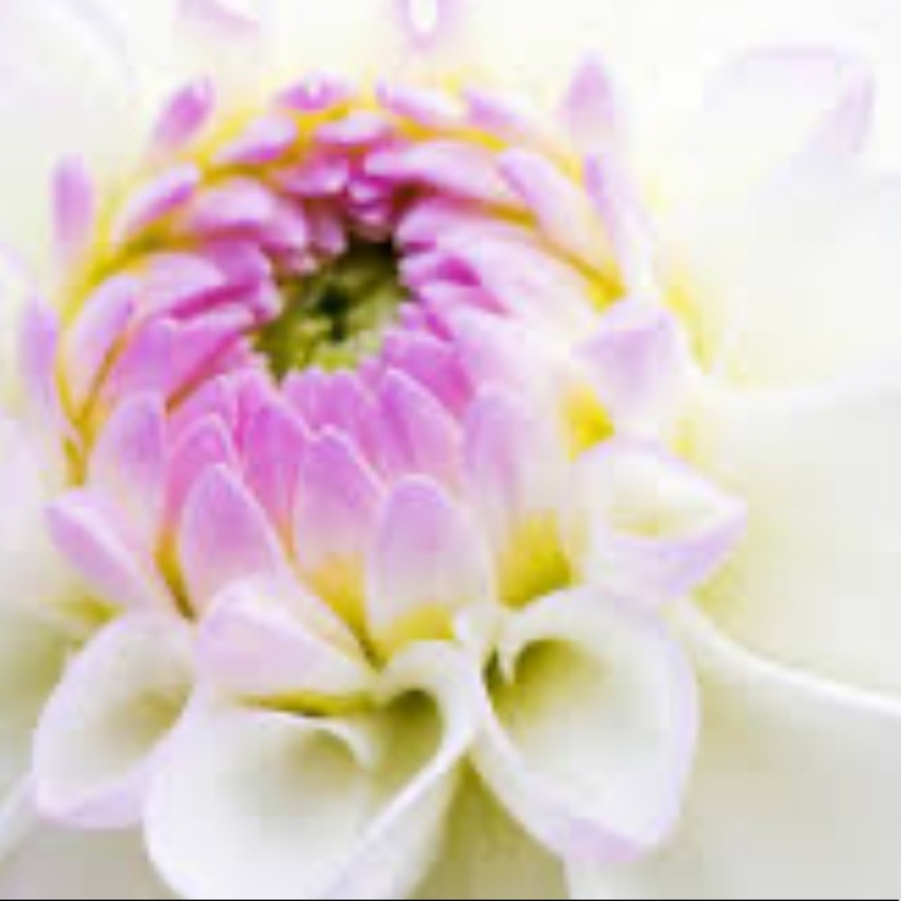 Meet your Posher, Angelina